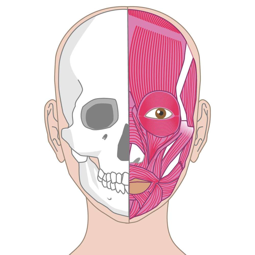 顔の骨格と筋肉