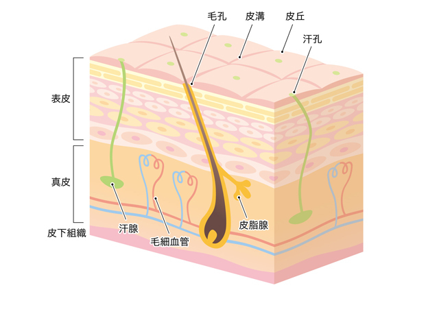皮膚の構造図