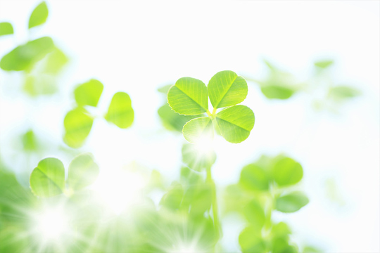 クローバー/イメージ画像