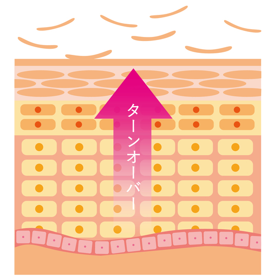 皮膚構造イラスト